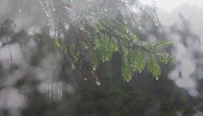 Mùa mưa ở Đà Lạt vào tháng 5 - 10 hằng năm