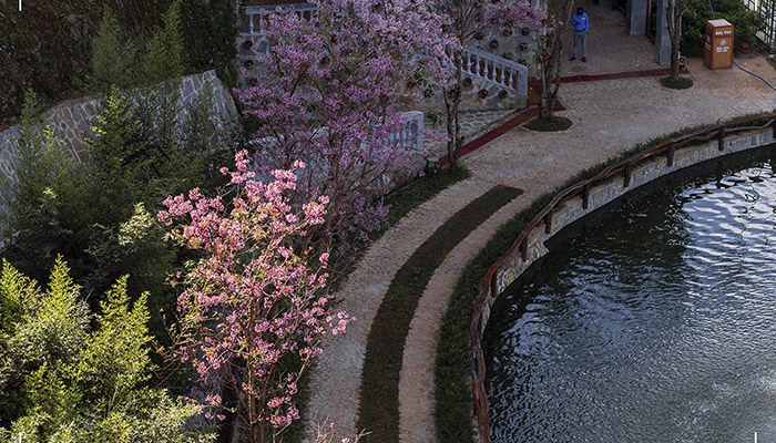 Hoa Mai Anh Đào nở sắc hồng dọc theo bờ hồ