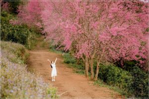 Mộng đào nguyên mỗi mùa hoa đào nở rộ
